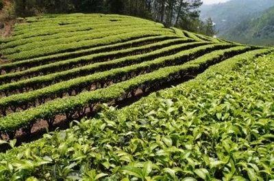 那么美的普洱茶山，千萬別讓開發熱潮給毀了